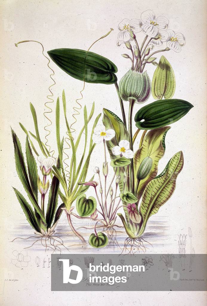 'Hydrocharidacea', c1850. Plate 130 from volume 2 of "Illustrations of the Natural Orders of Plants, arranged 