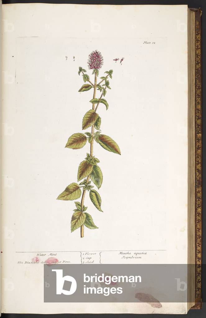 Plate 32, Water Mint, from 'A Curious Herbal', 1737 (coloured engraving)