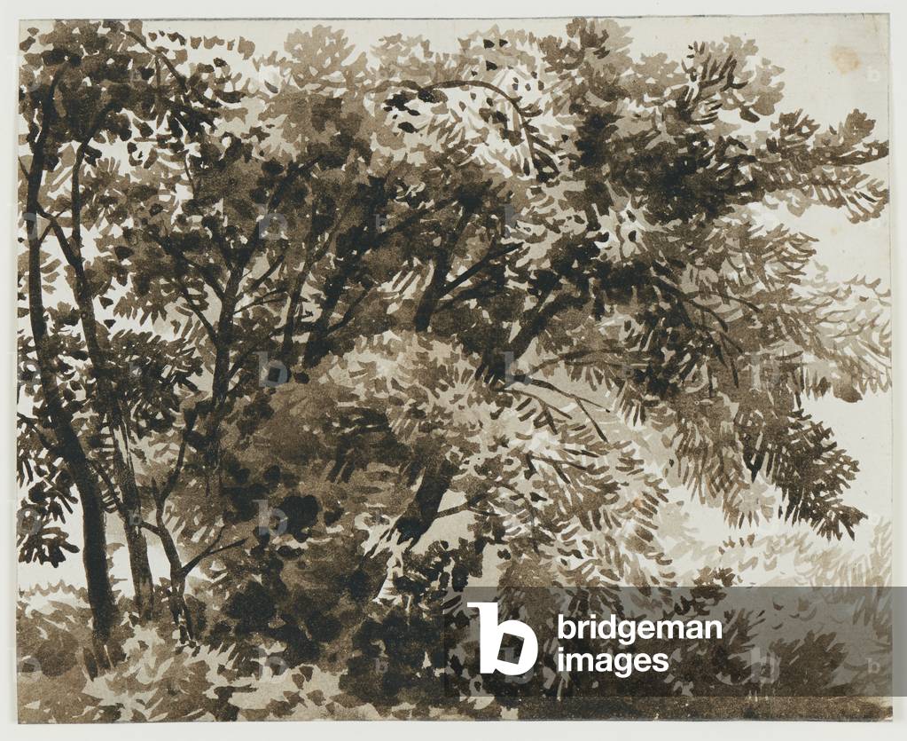 Trees and undergrowth, c.1780-1822 (brush in various hues and tones of brown with grey-brown wash)