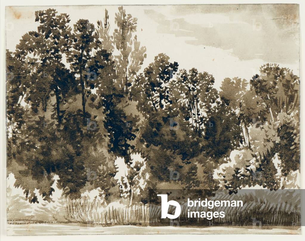 Landscape with trees and undergrowth, c.1780-1822 (brush and ink in various hues and tones of grey brown ink with wash)