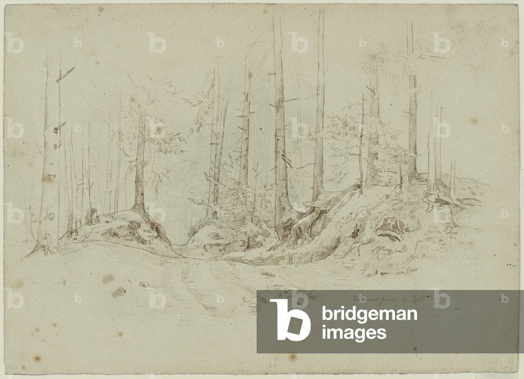 Trees in the Rabener Grund wood, 1842 (pen and brown ink over graphite)