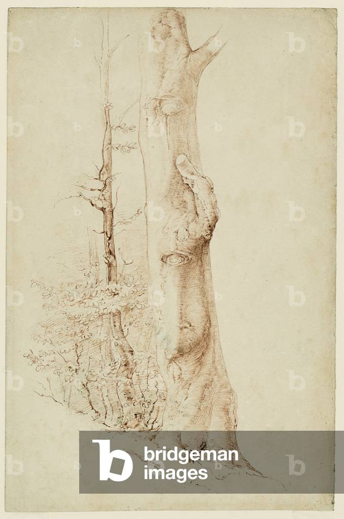 Study of a beech tree trunk, c.1840-43 (pen and brown ink over graphite)