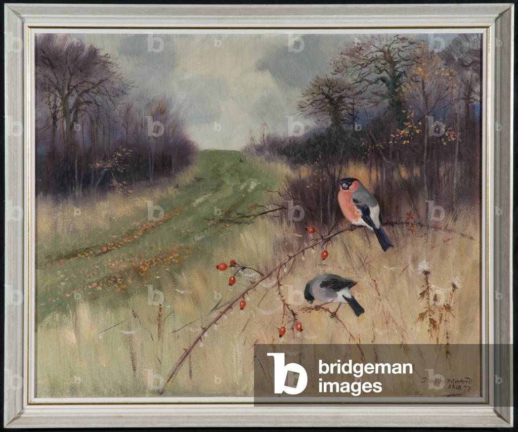 Bullfinches on a rosehip branch by a path (oil on canvas)