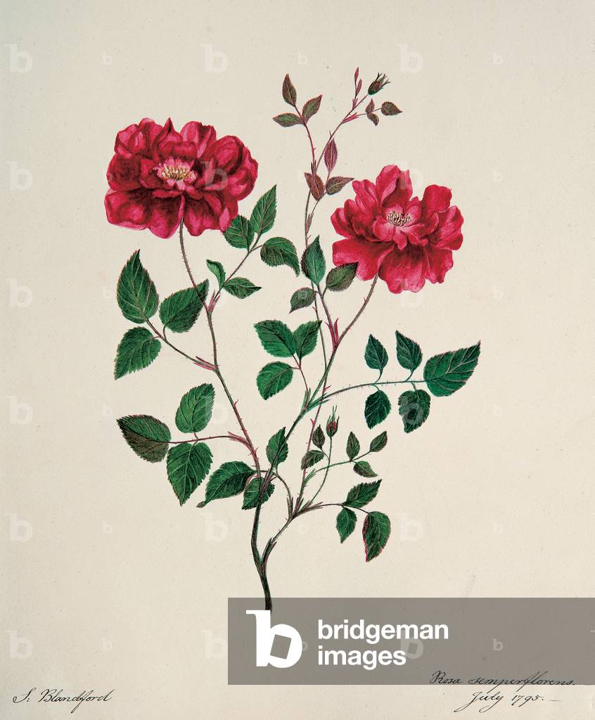 Rosa chinensis semperflorens, 1795 (w/c on paper)