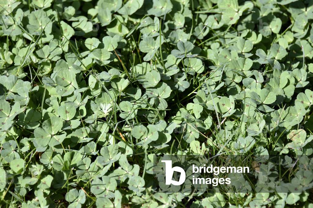 17611N SPRING Trefle 2006