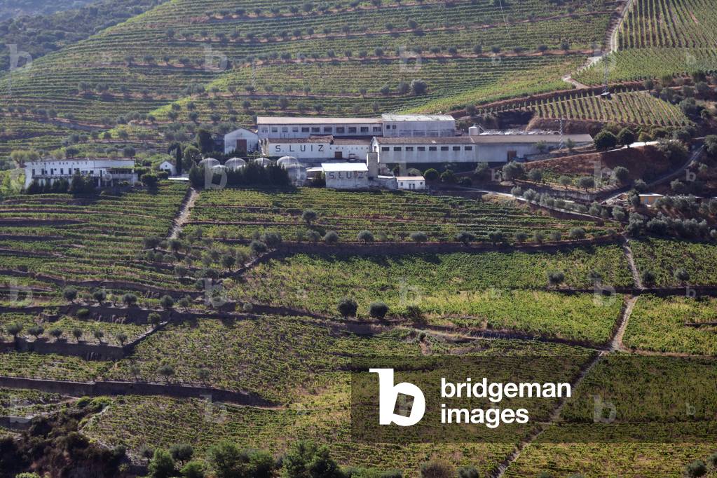 17794N PORTUGAL AUGUST 2016 VINES OF THE RIVER VALLEY THE DOURVins Porto Raisin