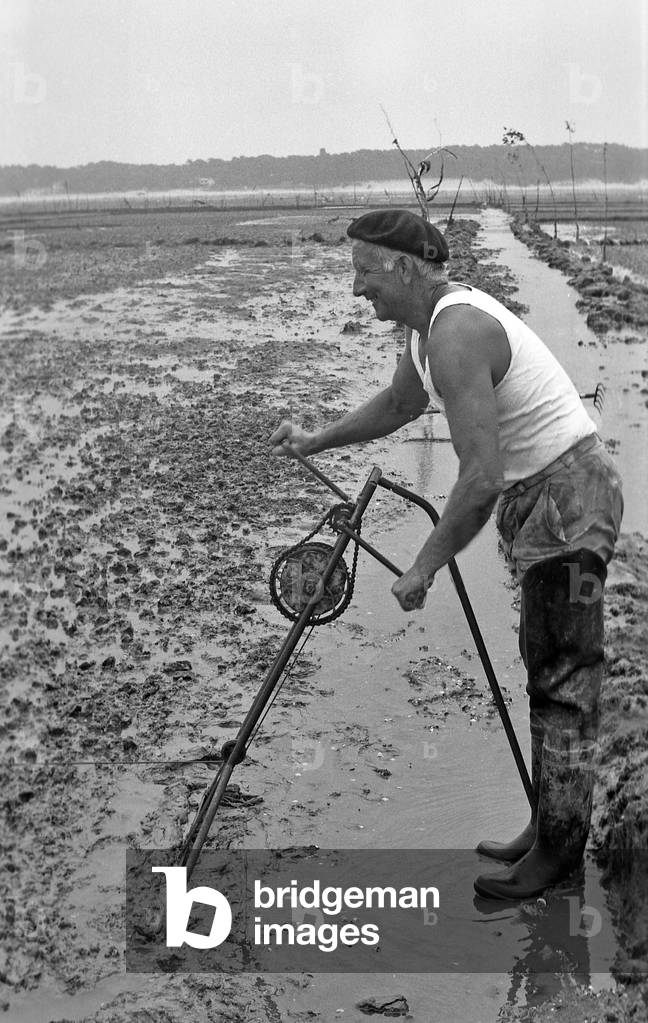 Oysterman in Vendee, France, august 1974 (b/w photo)