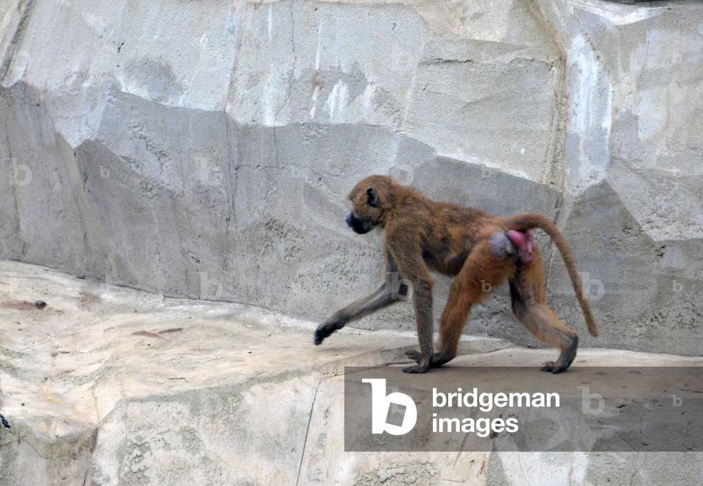 28904N ZOO de VINCENNES PARIS?