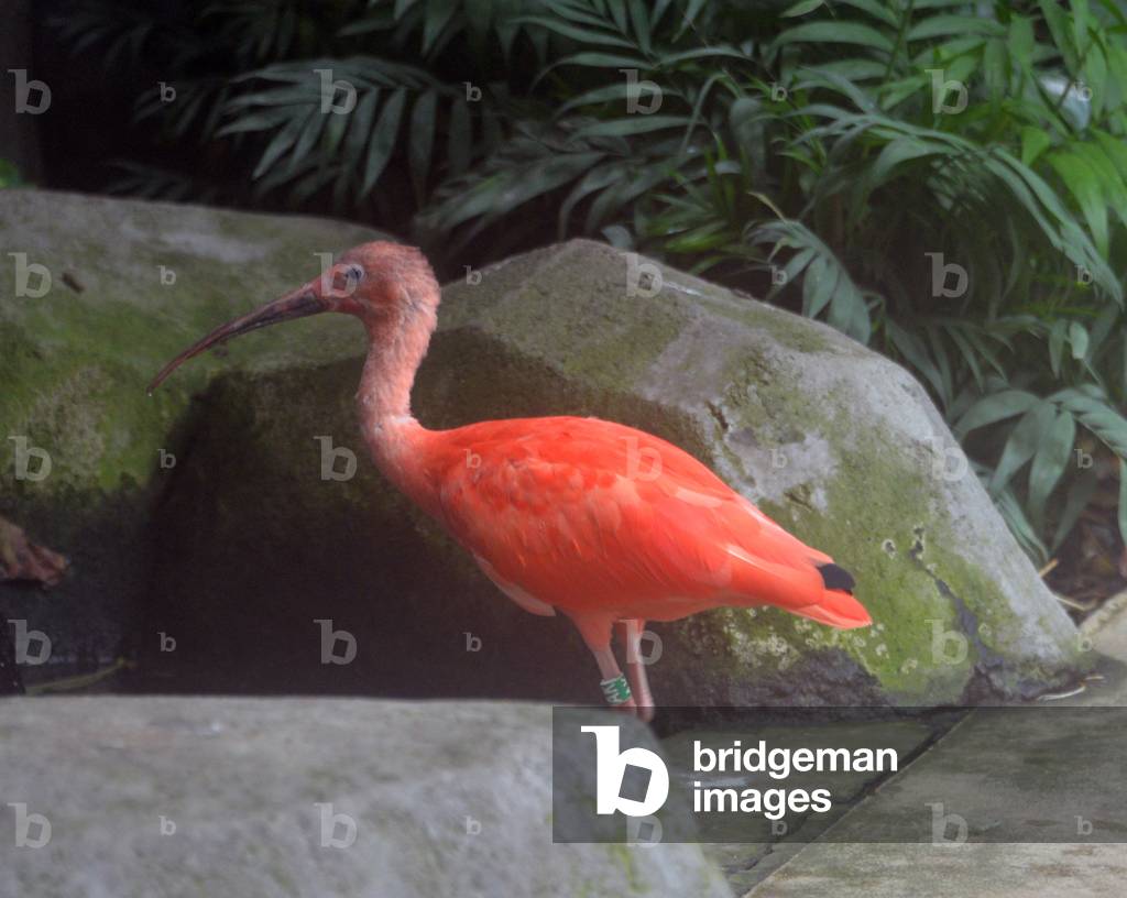 28925N ZOO de VINCENNES PARIS?