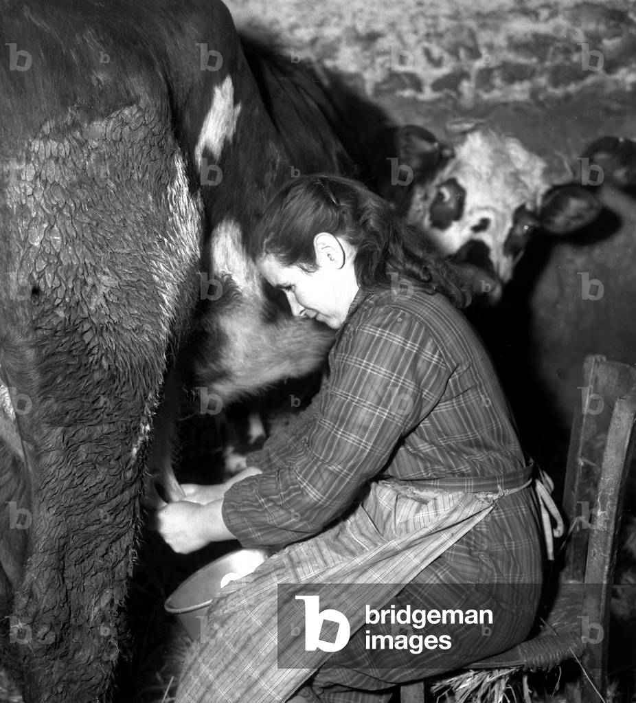Cowman milking a cow