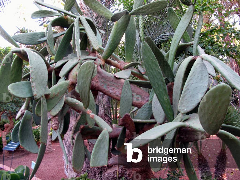 9389N Morocco Marakech Garden Majorelle oily plant 2009