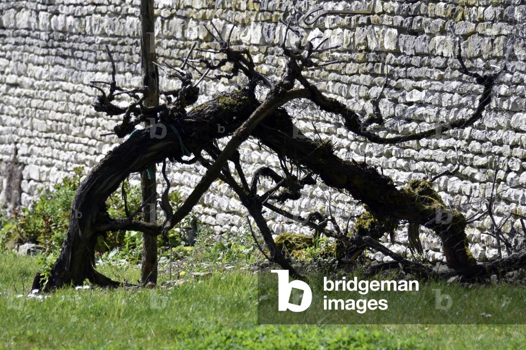 17612N SPRING Vines 2006