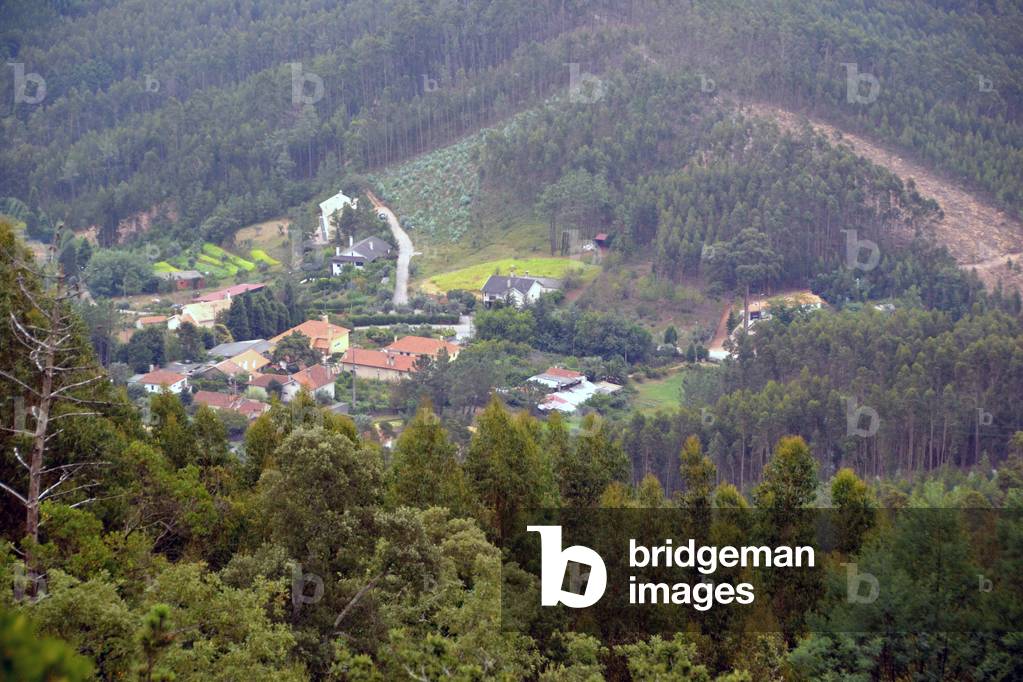 15300N PORTUGAL August 2014 -Landscape and forest in the region of Bucaco?
