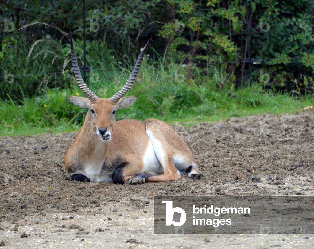 28895N ZOO de VINCENNES PARIS?