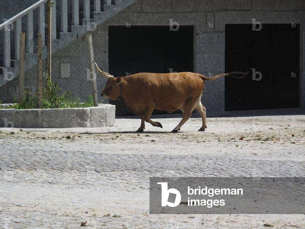 8841N In the village of Aboim region of Fafe in the north of Portigal of Portuguese cows with long horns July 2009
