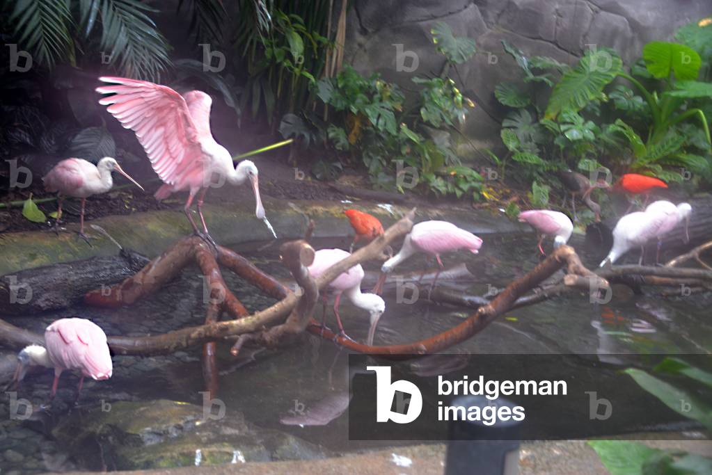 28926N ZOO de VINCENNES PARIS?