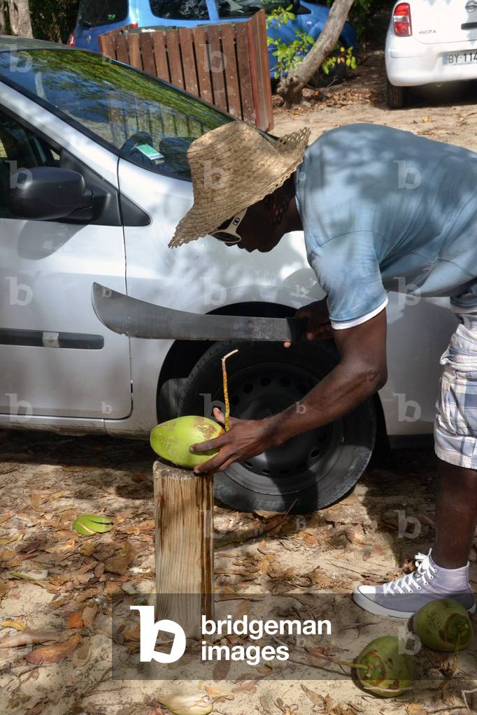 13975N- MARTINIQUE - Coconut water dealer plugging a coconut with its machete on the Saline-Atlantique beach, fev 2013 (photo)