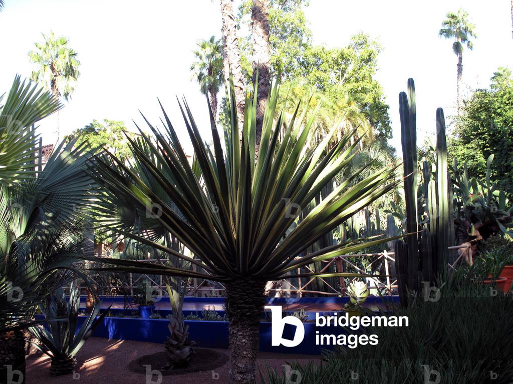 9390N Marakech Garden Majorelle 2009