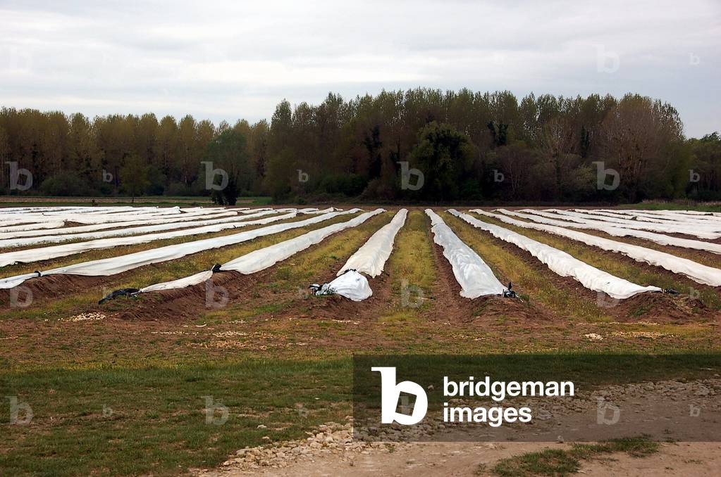 9540N en Indre et Loir April 2010 farm asparagus fields cultivation under plastic
