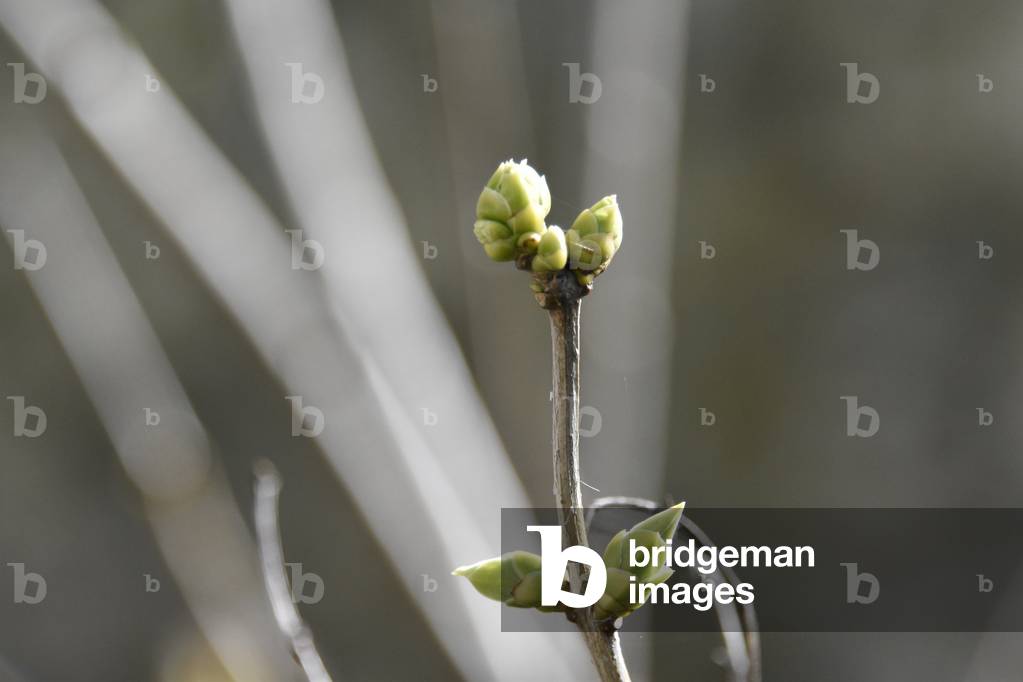 17603N SPRING Buds 2006