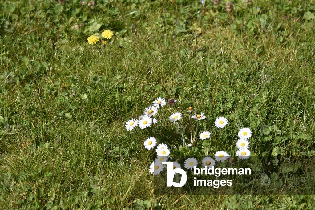 17613N SPRING Flowers in the pre 2006