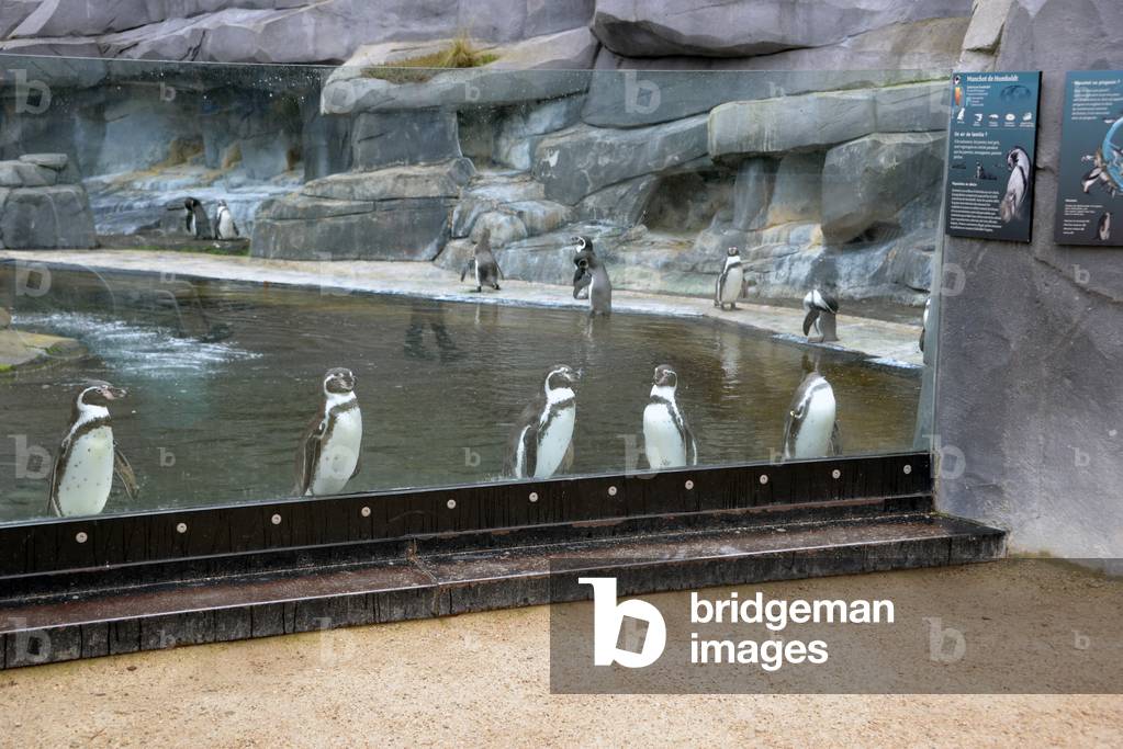 ZOO de VINCENNES PARIS