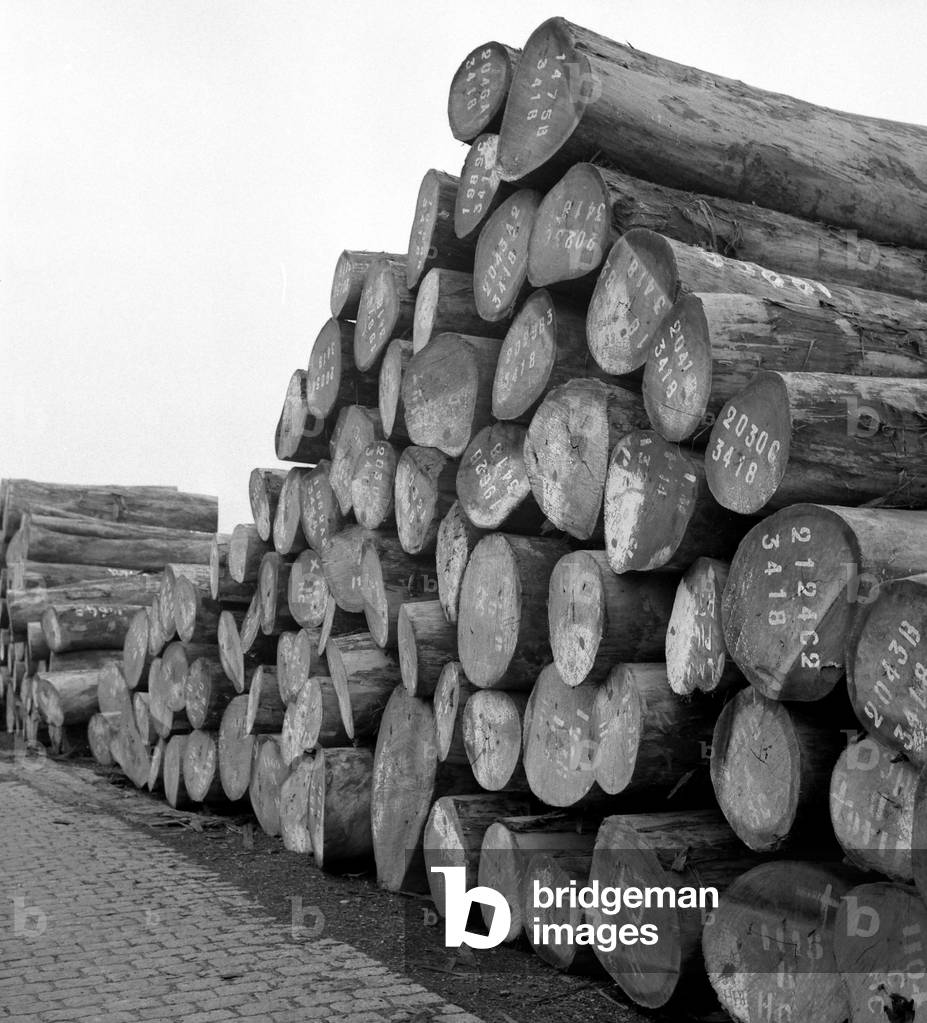 Wood logs