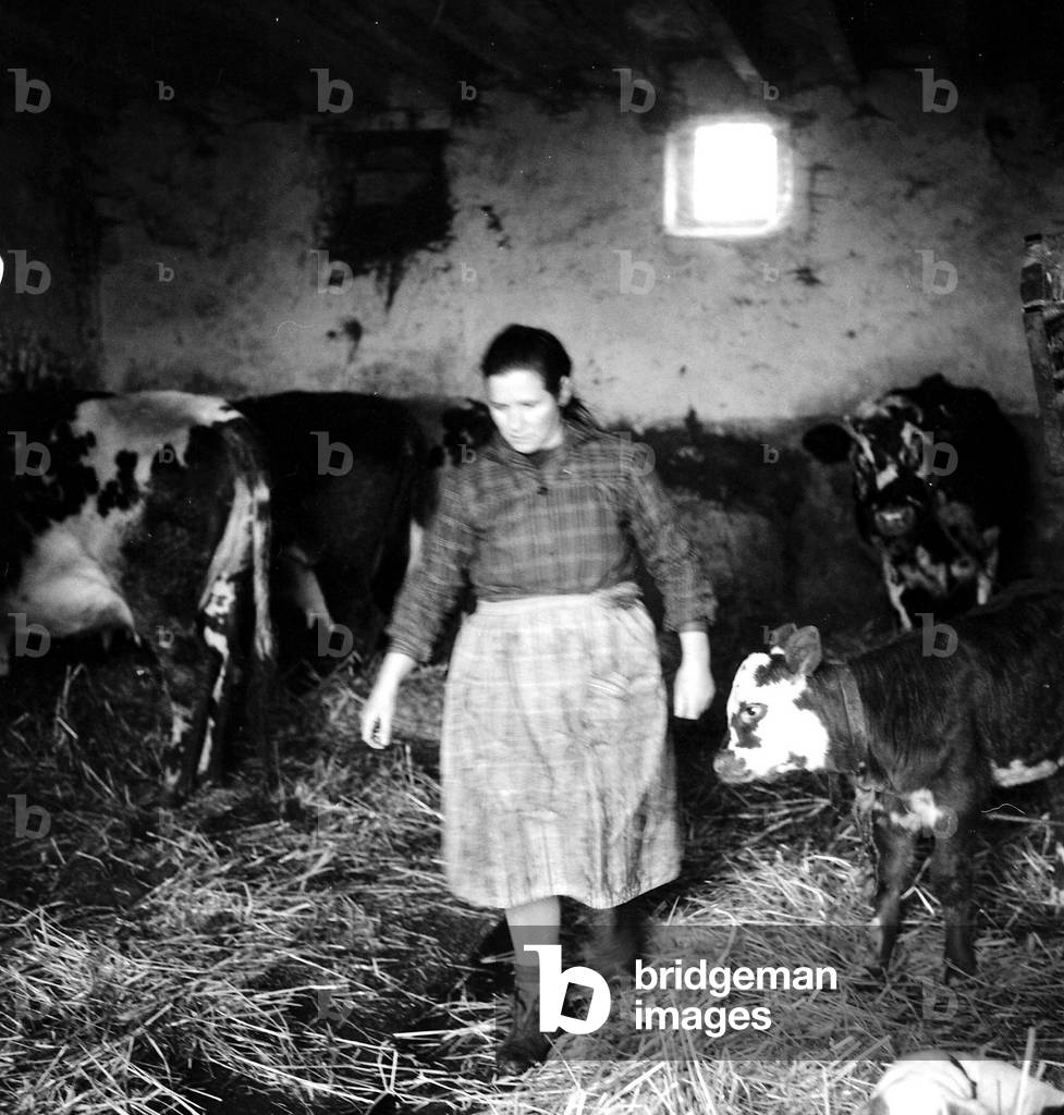 273 23 Peasants region of Blois 5 February 1968 farmer in the stable and cows Gerald Boncou
