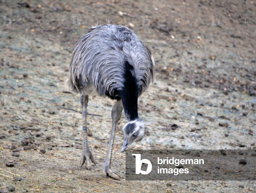 28845N ZOO de VINCENNES PARIS?