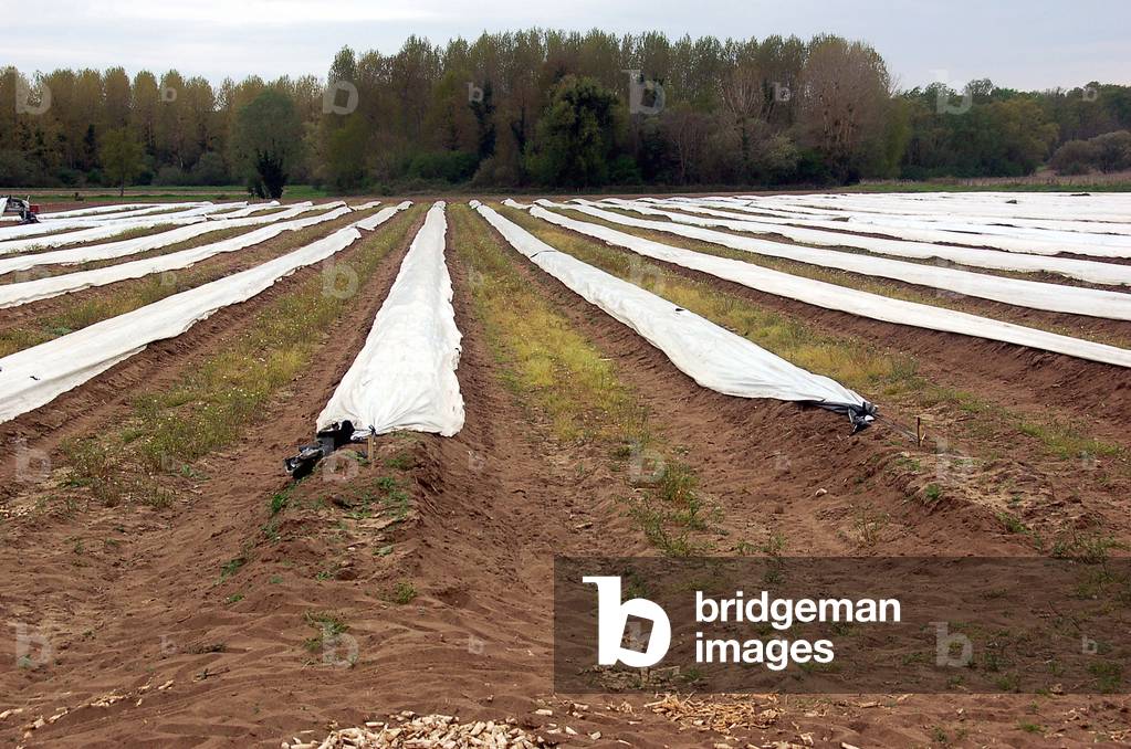 9543N in Indre et Loir April 2010 farm asparagus fields cultivation under plastic