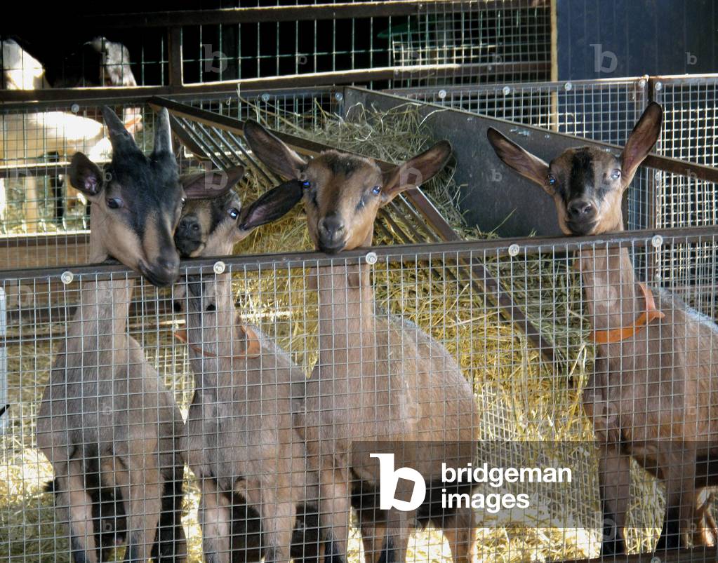 9637N Chevres en Indre et Loir cheese making Ste Maur 2010