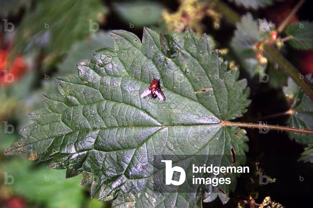 7515N Dans les bois de la Babiniere a Braslou en Indre et Loir- fly on a nettle leaf July 2008