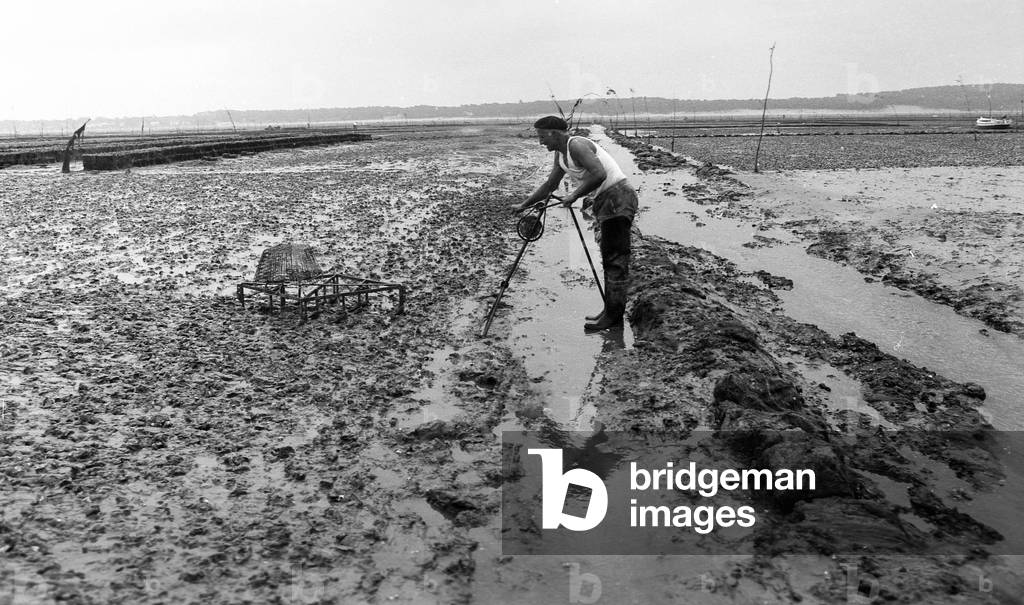 6080 A8a Ostreicular in Vendee Oyster August 1974