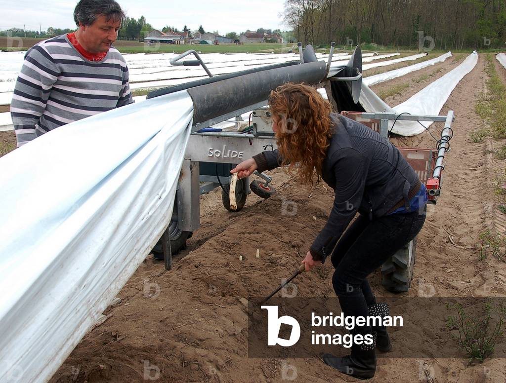 9546N en Indre et Loir April 2010 farm asparagus fields cultivation under plastic picking