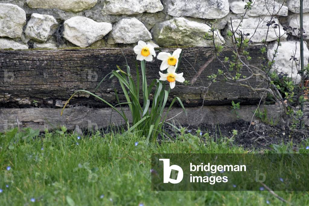 17616N SPRING Flowers in the pre 2006