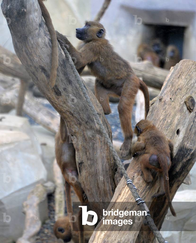 28909N ZOO de VINCENNES PARIS?