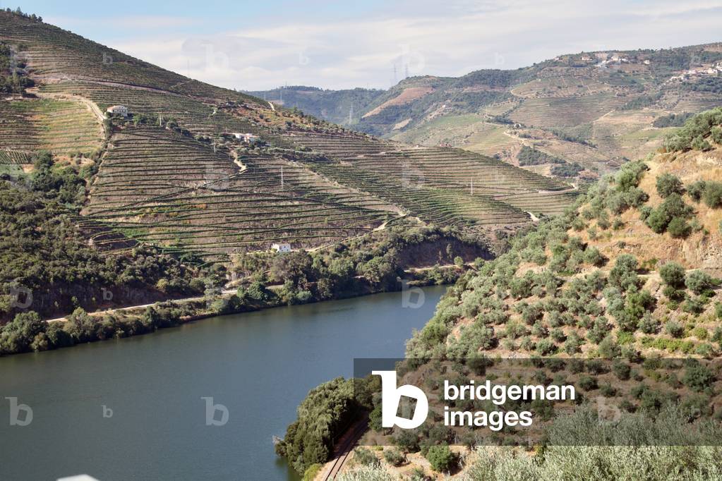17894N PORTUGAL AUGUST 2016 THE MAJESTUAL RIVER THE DOURO dnas the region of Covas de Douro