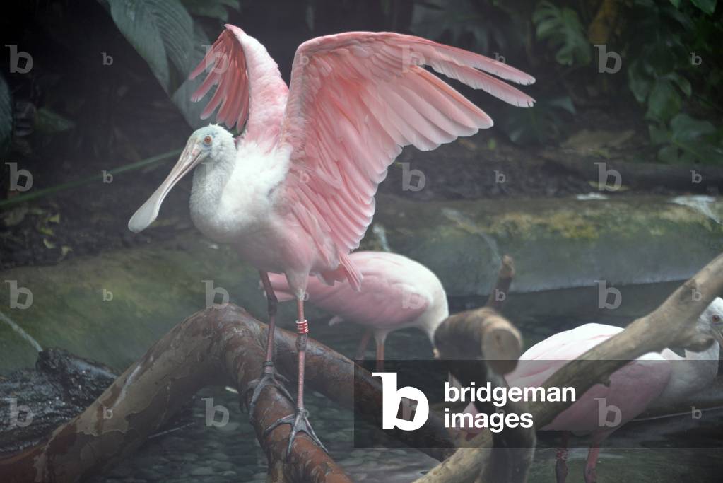 28930N ZOO de VINCENNES PARIS?