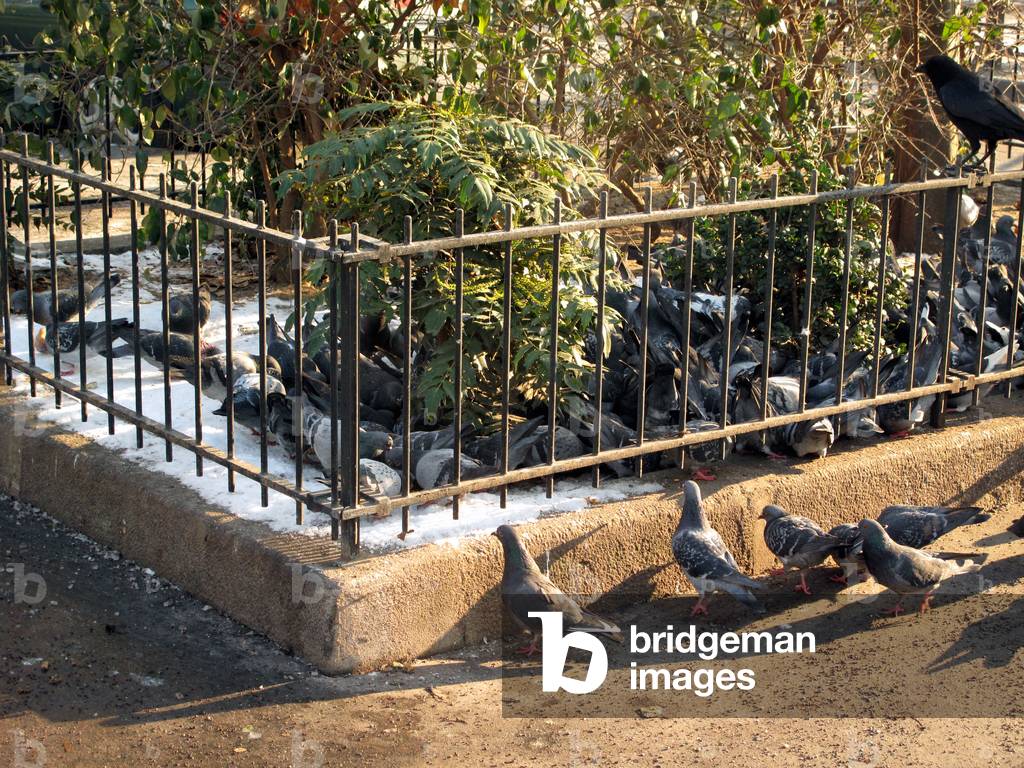 Pigeons in the streets of Paris 2009