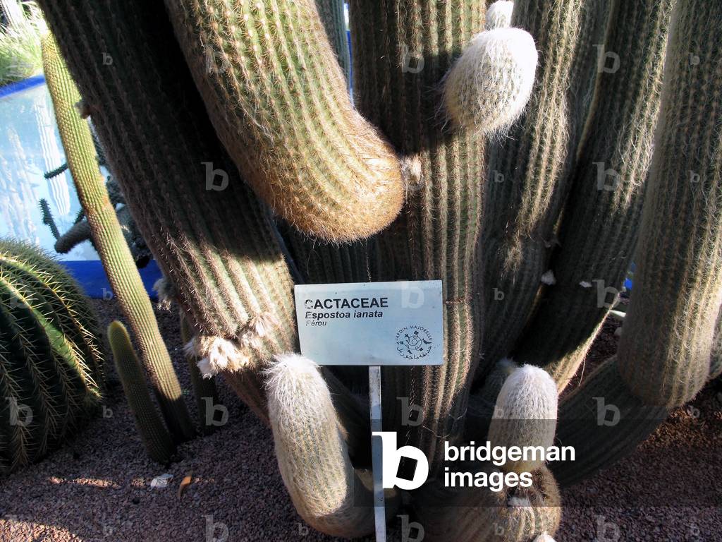 9394N Marakech Garden Majorelle 2009