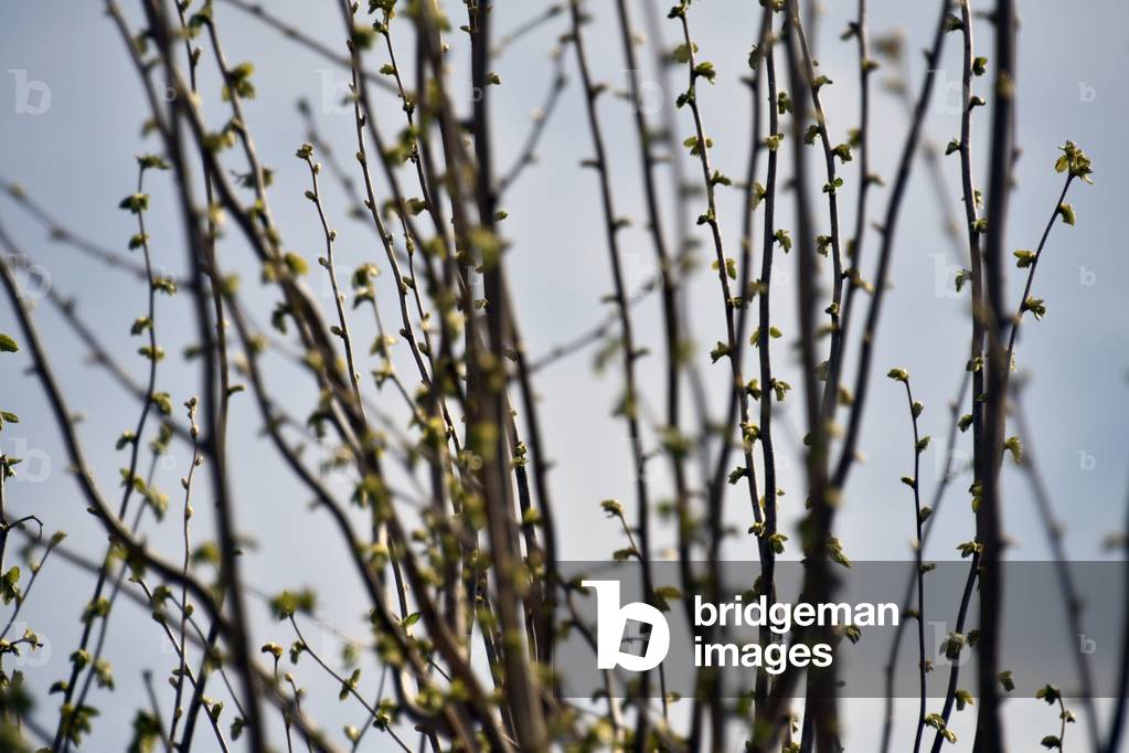 17607N SPRING Buds 2006