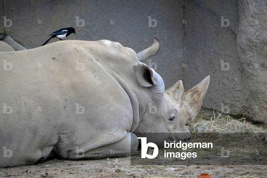 28890N ZOO de VINCENNES PARIS?