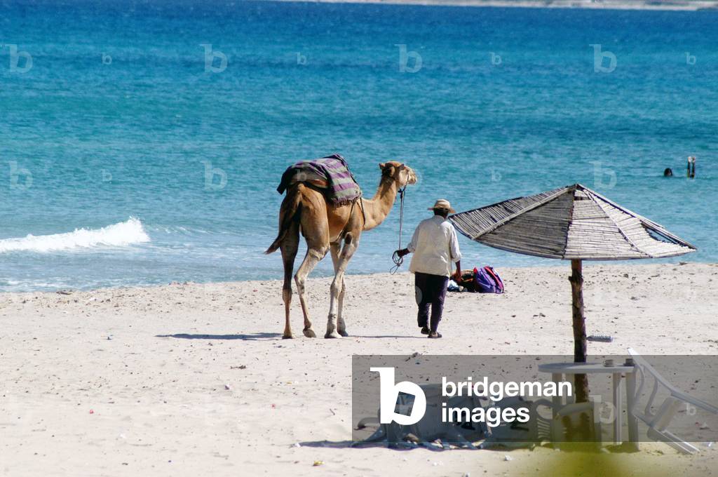 Dromedary on a beach in Cap Bon