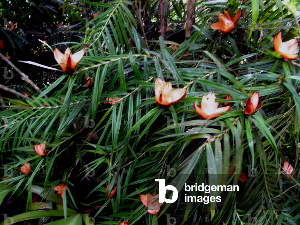1115N Jardin de Balata en Martinique Fev 2011 orchidee