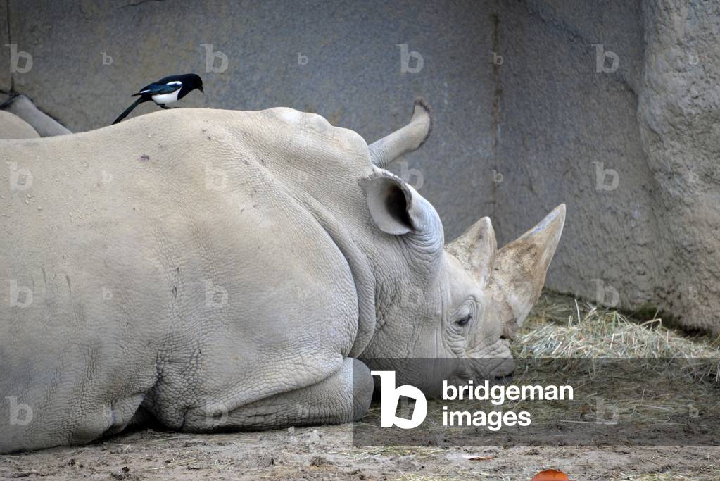 28891N ZOO de VINCENNES PARIS?