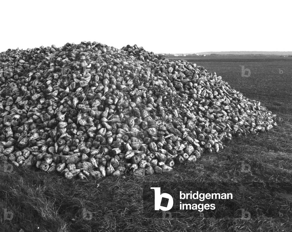 353 6 Agriculture in the Essonne October 1983 Beet