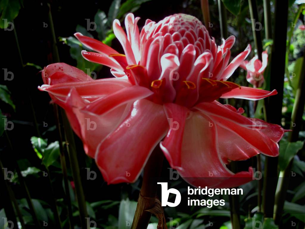 11159N Jardin de Balata en Martinique Fev 2011 fleurs orchidee