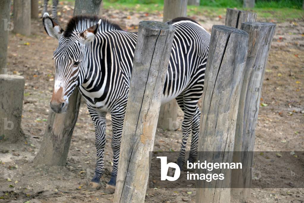 28883N ZOO de VINCENNES PARIS?