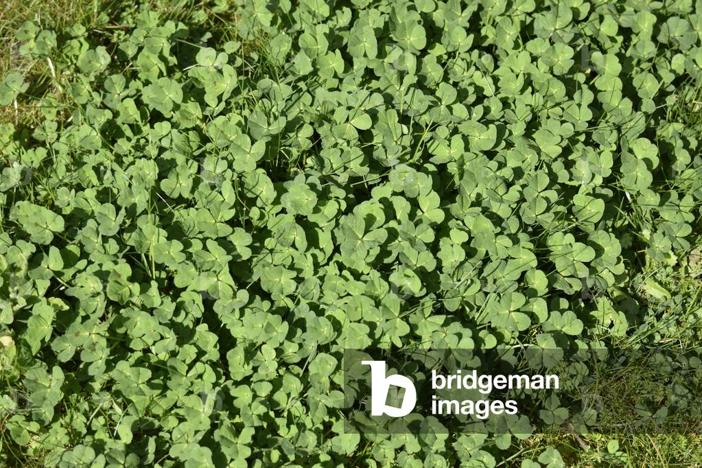 17610N THE SPRING Trefles 2006