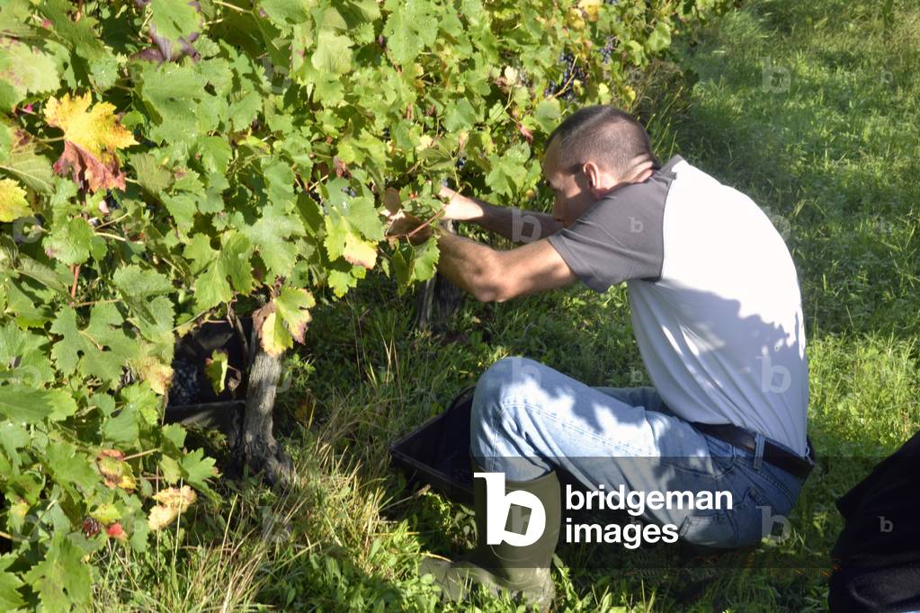 15373N Harvest at Chateau petit Boyer Cote de Blaye October 5, 2013 wine grape vats?